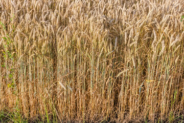 Wall Mural - Edge of ripening winter wheat field in summer sunny morning