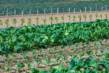 plantation full of vegetables grows on the field