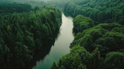 Wall Mural - A river with trees on both sides. The water is clear and calm. The trees are lush and green