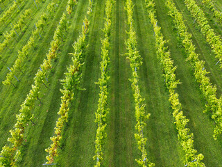 Aerial view of rows of vines in a vineyard in the UK. No people.