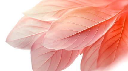 Wall Mural - A close-up of a pink leaf with a white background