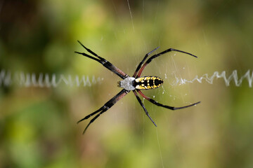 spider on a web
