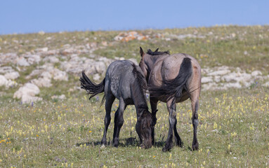 Wall Mural - Wild Horses in Summer in the Pryor Mountains Montana