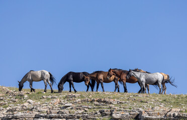 Wall Mural - Wild Horses in Summer in the Pryor Mountains Montana