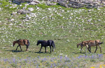 Wall Mural - Wild Horses in Summer in the Pryor Mountains Montana