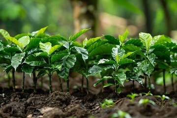 Canvas Print - plants growing in a garden