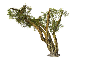 isolated argan tree on black background