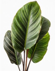 Wall Mural - Calathea ornata (Pin-stripe Calathea) leaves, Tropical foliage isolated on white background, with clipping path