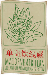 Wall Mural - Drawing MAIDENHAIR FERN in Chinese. Hand drawn illustration. Latin name is ADIANTUM MONOCHLAMYS EATON