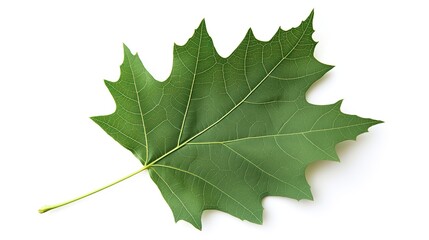 one single green maple leaf isolated on white background