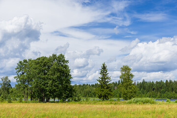 Wall Mural - summer landscape with trees under cloudy blue sky. valday