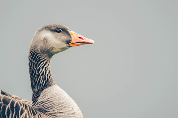 Beautiful, gray goose close-up. funny photo. Cute animal image in a minimalist style on a light blue background.