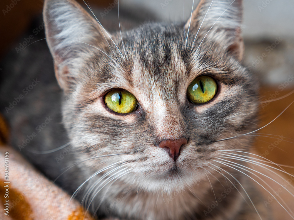 Non-pedigree tabby grey cat with beautiful green eyes lying calmly on ...