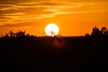 sunset over the field