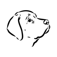 Wall Mural - Hand drawn sketch of american bully. Graphical dog isolated on white background.