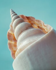 Poster - Pastel Pink Seashell Close-Up Against Soft Gradient Blue Background - Abstract Artistic Composition with Diffused Lighting