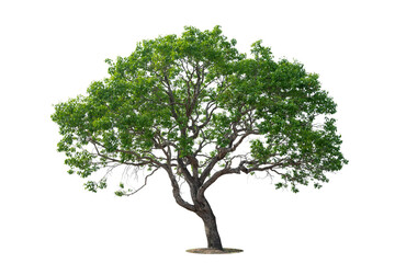 Wall Mural - tree isolated on transparent background. PNG File