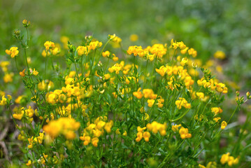 Yellow wild flowers, lotus corniculatus, on a blurred background