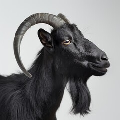 Wall Mural - Medium shot of a black goat full body shot, isolated on a light solid pastel white background,