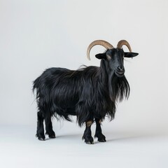 Wall Mural - Medium shot of a black goat full body shot, isolated on a light solid pastel white background,