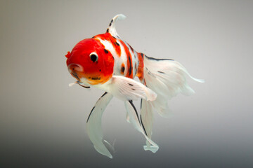 Beautiful goldfish isolated on the white background. Studio shot.