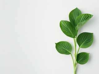 A close-up view of a vibrant green leaf branch isolated against a clean background, perfect for nature and wellness themes.