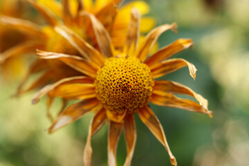 Sticker - a single Heliopsis helianthoides 'BURNING HEARTS' rough oxeye, false sunflower	