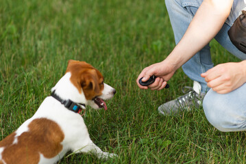 Sticker - Cute Jack Russell Terrier dog outdoors walking and training with clicker in the park with his owner on a sunny day. Adorable puppy and his owner enjoying time together