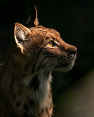 portrait of a lynx