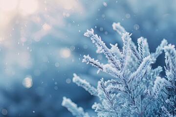 Poster - Winter Wonderland Depicting Frosty Greenery Under Soft Sunlight Sparkling in an Ecological Setting