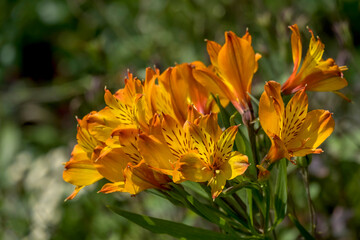 Poster - Inkalilien (Alstroemeria)