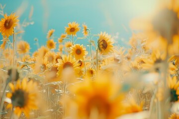 Poster - a field of sunflowers with a blue sky in the background,