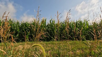 Canvas Print - Wild grasses blow in the wind, set against super tall and healthy corn crops in a large agriculture field. Captured in mid-July in the Midwest, USA. Slow motion views.