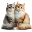 © Harry Random - Gatos sentados mirando a cámara aislados sobre fondo blanco
