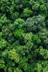 Poster - Aerial view of a dense green forest with tall trees and lush foliage