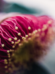 Sticker - macro of pink flower