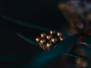 Sticker - Flower buds