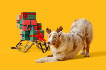 Poster - Cute Australian Shepherd dog in reindeer horns Christmas Christmas presents on sledge against yellow background