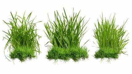 Wall Mural - Three different types of grass are shown in varying shades of green