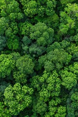 Canvas Print - Aerial photography of a dense and vibrant green forest from above