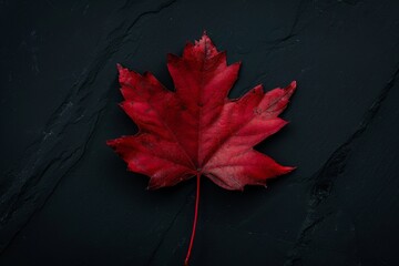 Wall Mural - red maple leaf