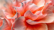 © K2Kstock - Close-up of delicate flower petals background