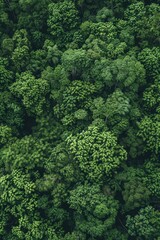 Poster - Aerial view of dense green foliage with trees and undergrowth, suitable for environmental or nature themed projects