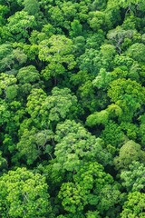 Poster - Aerial shot of a dense green forest with tall trees and lush vegetation