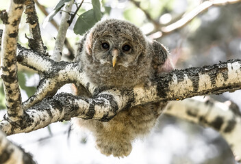 Sticker - great horned owl