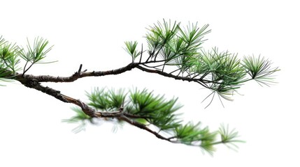 Wall Mural - A bird sits calmly on the branch of a pine tree