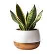 © Limitless Visions - houseplants with Sansevieria moonshine or cacti inwhite ceramic pot.fresh indoor plant mockup isolated transparent without  background.