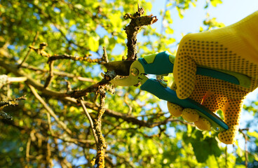 Wall Mural - Secateur for Trimming tree branches. Gardener cuts branches on dry tree with Handheld Pruning Shears. Trimming trees in backyard. Branch Cutting and Tree Trimmer in village. Greenworks with scissors