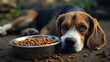 © Elmin - A hungry beagle lies on the ground, staring at a bowl of kibble.