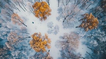 Canvas Print - Highlight an aerial view of snowfall in a park, where trees stand tall with branches dusted in snow, creating a picturesque scene.